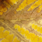 Load image into Gallery viewer, AMUR 4G - YELLOW LEAF
